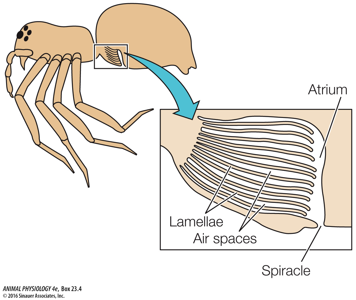 Poumons en livrets d'une araignée, Animal Physiology, 2016