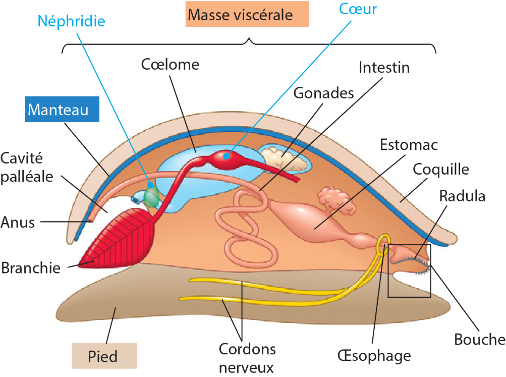 Anatomie d'un gastéropode, Campbell