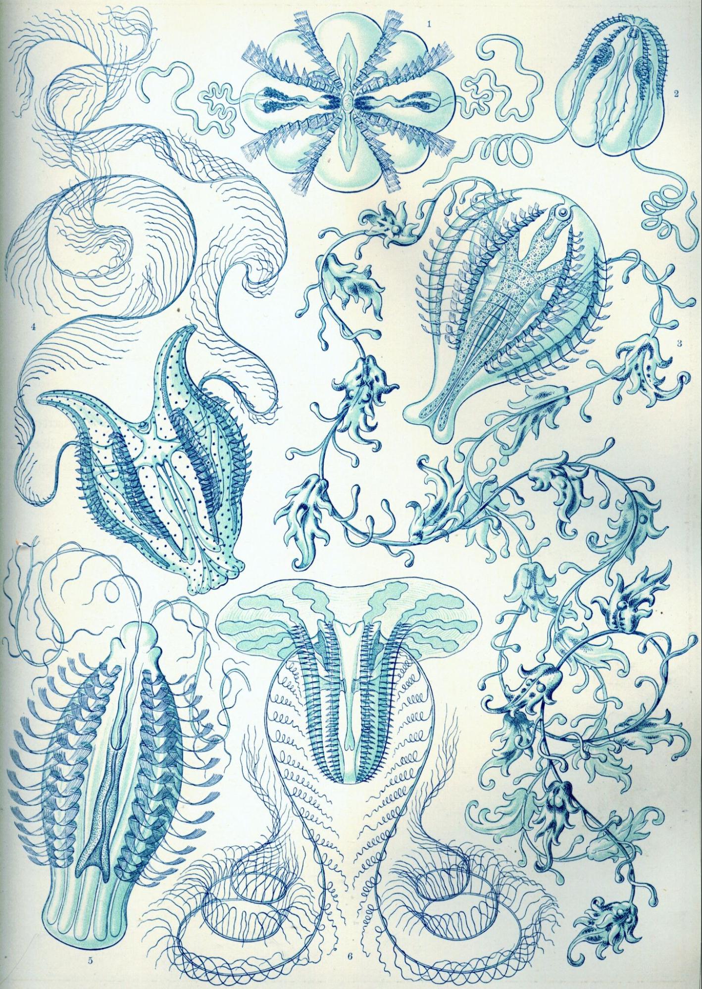 Ctenophorae Ernst Haeckel