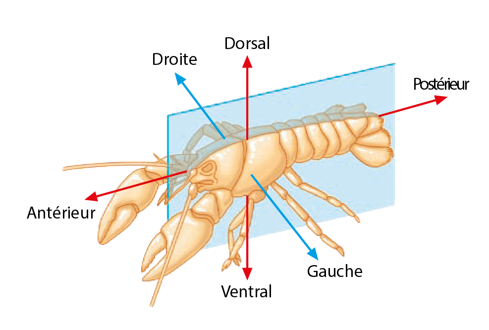 Plan de symétrie bilatéral chez un homard