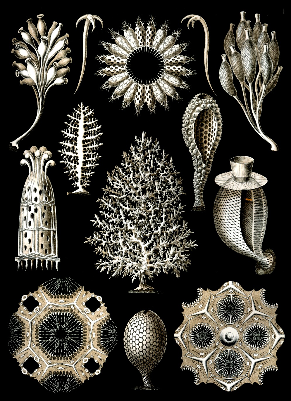 Planche d'éponges calcaires par Ernst Haeckel