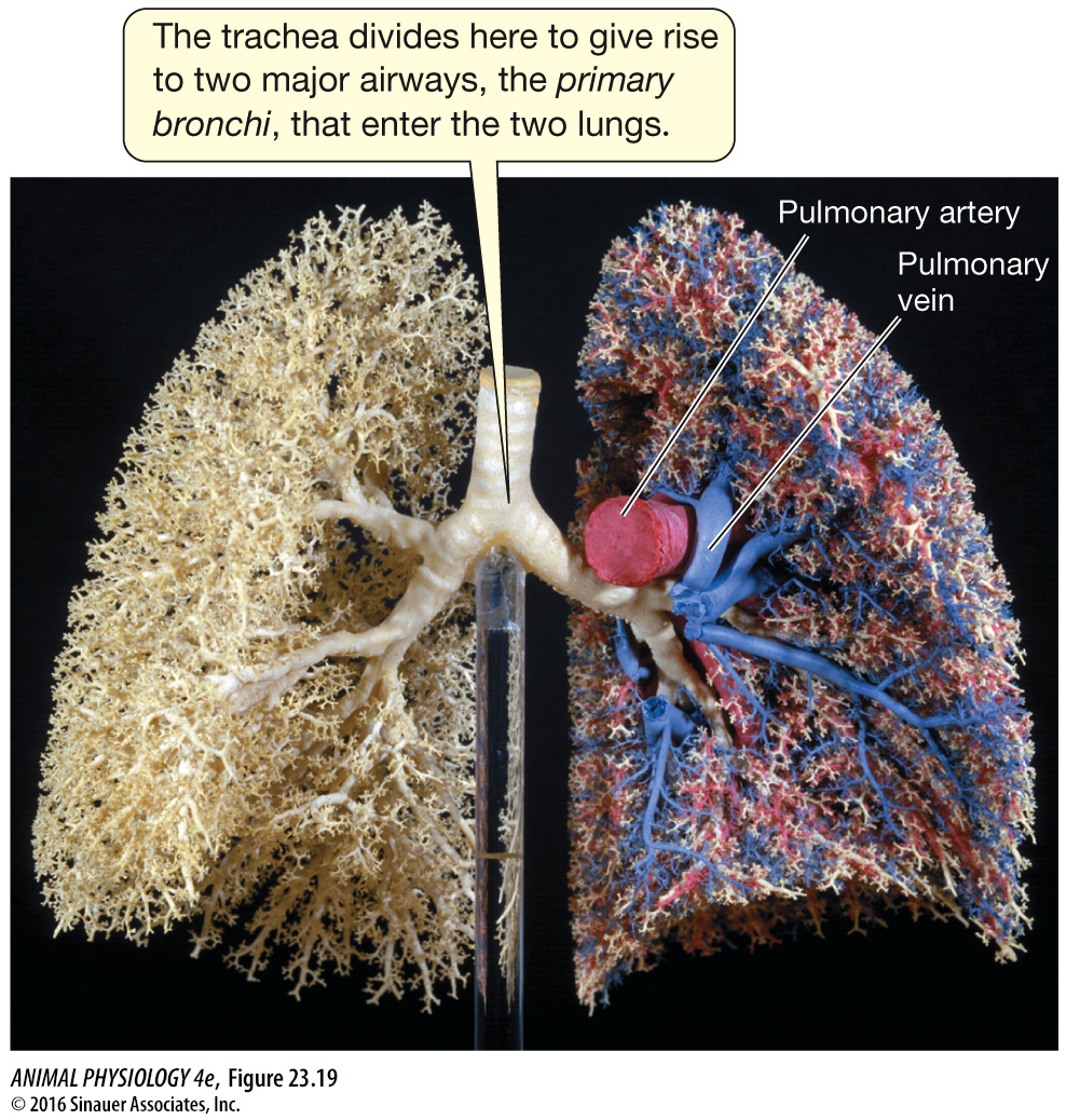 Anatomie d'un poumon, Animal Physiology, 2016