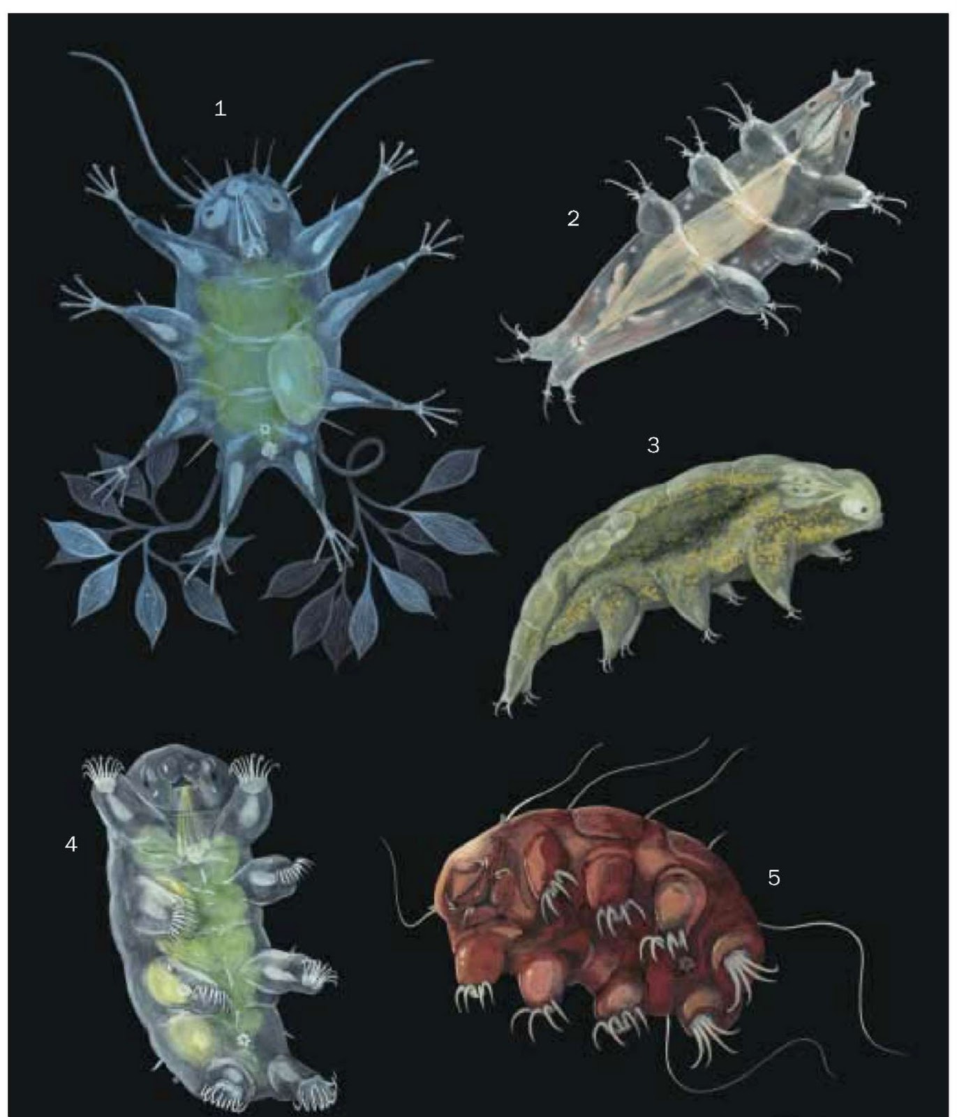 1. Richtersius coronifer; 2. Milnesium tardigradum; 3. Echiniscoides sigismundi ; 4. Echiniscus testudo; 5. Tanarctus bubulubus