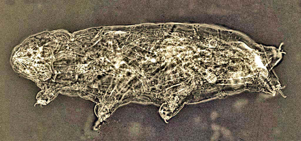 Tardigrade rempli des hyphes du champignon parasitaire Ballocephala