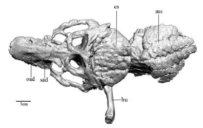 Armadillosuchus. Tête, plastron cervical et une partie de l'armure de bandes d'ostéodermes mobiles. D'après Marinho and Carvalho (2009).