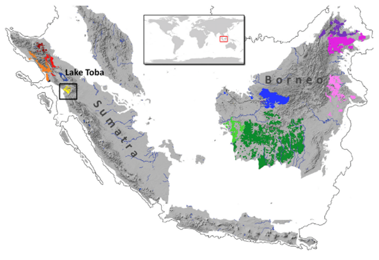 Population de Pongo tapanuliensis (en jaune) sur l'île de Sumatra