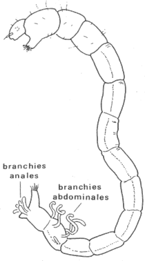 Branchies anales d'une larve de Chironome