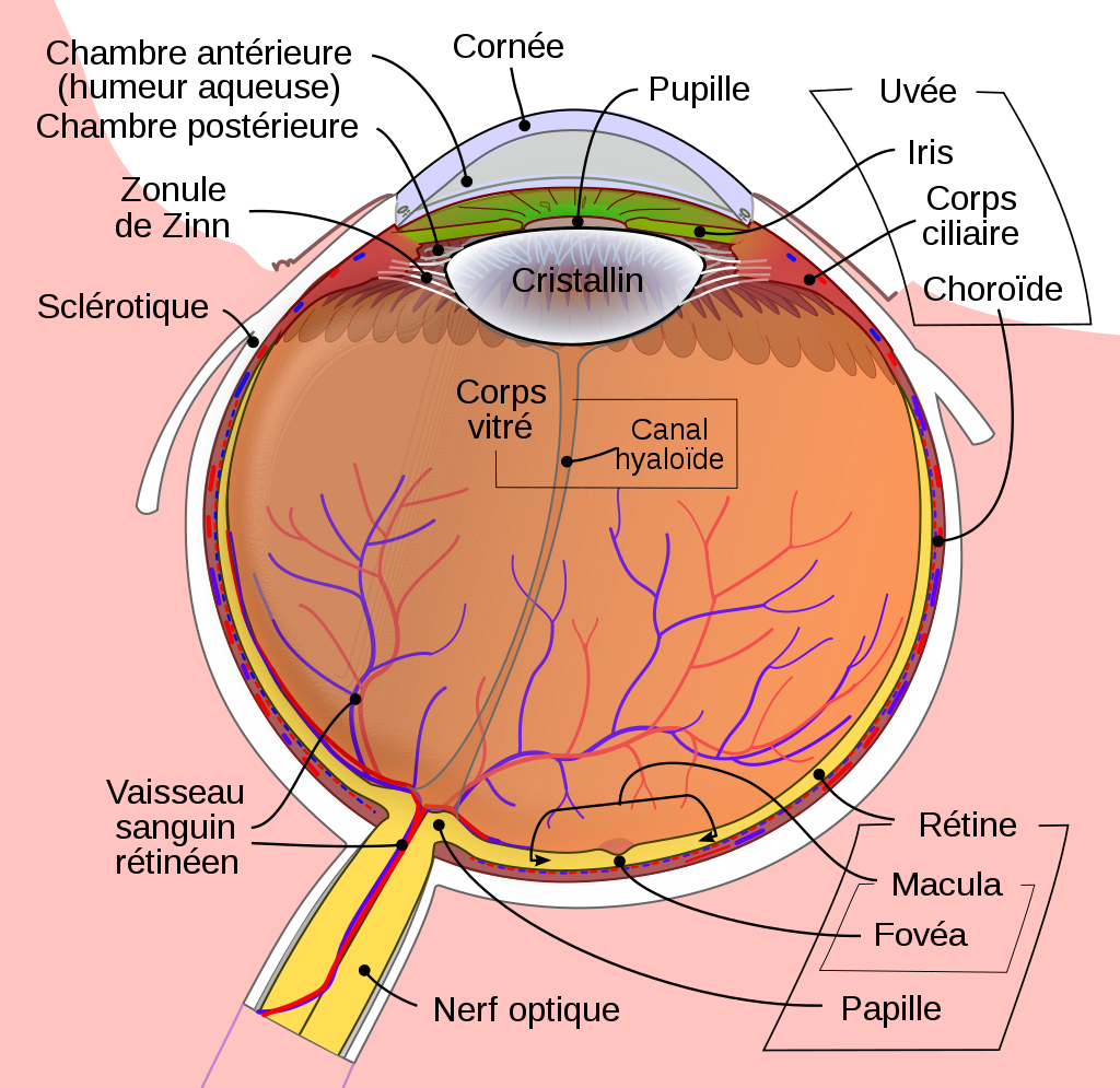 Anatomie d'un oeil humain