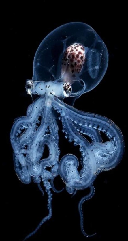 Larve de Wunderpus octopus, Wu Yung-sen