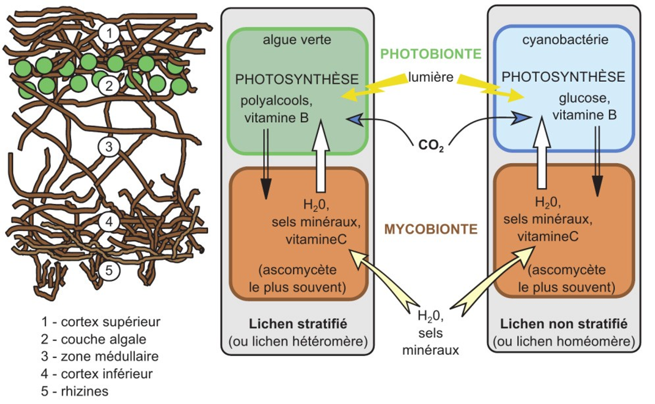 Echanges entre photobiontes et mycobiontes dans le lichen
