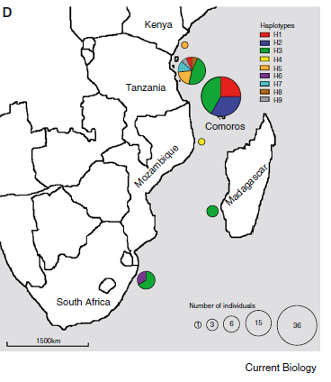 Distribution géographique des haplotypes de Latimeria chalumnae. Les différents haplotypes sont figurés par différentes couleurs, le diamètre des cercles correspond au nombre d’individus échantillonés