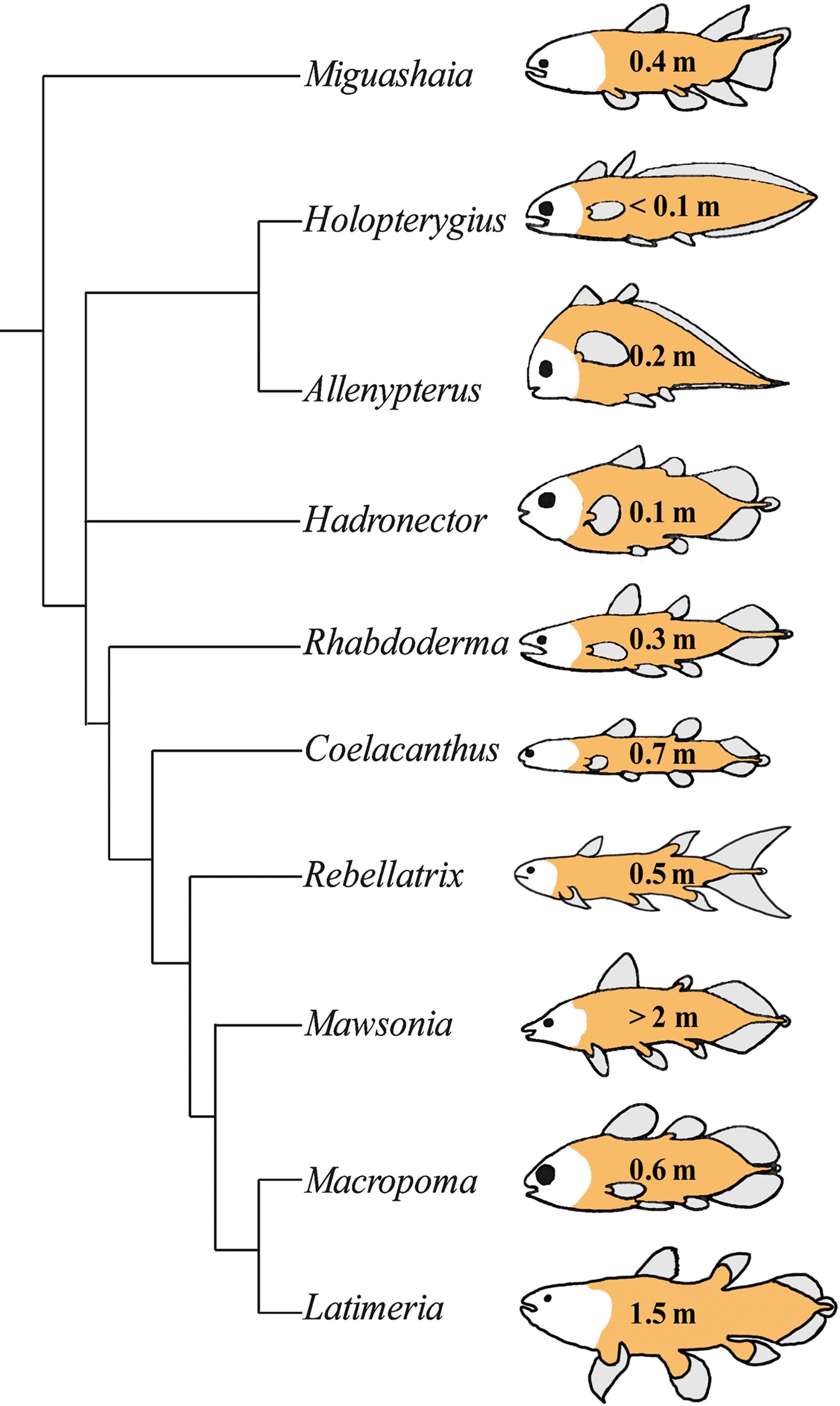 Comparison of extant and selected extinct actinistians, commonly known as coelacanths. 