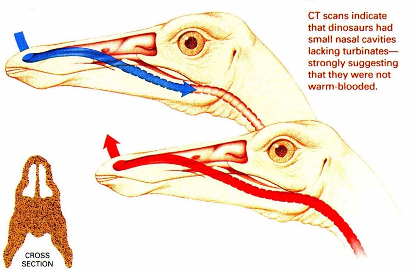 Absence de cornets nasaux chez les dinosaures non aviens