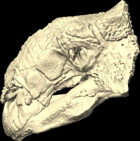 Crâne d'Euoplocephalus tutus