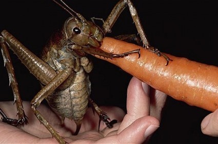 12 lustful_insect