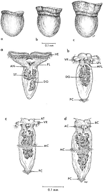 Développement de Paedoclione doliiformis, Lalli & Conover, 1973 