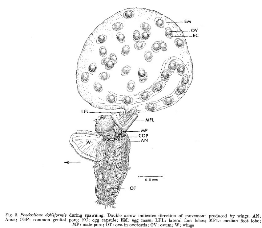 Expulsion des oeufs par Paedoclione doliiformis, Lalli & Conover, 1973 