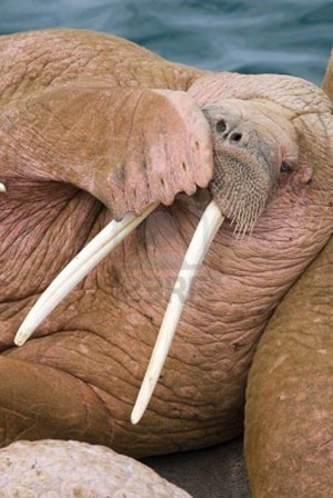 Morse, Odobenus rosmarus