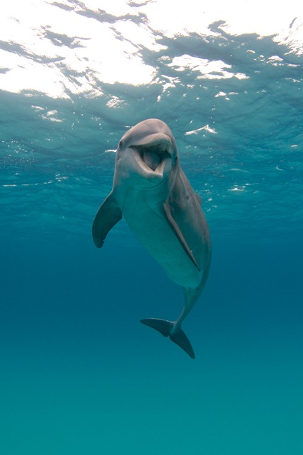 Et ça le fait marrer en plus... Grand Dauphin (Tursiops truncatus)