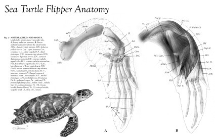 Palette natatoire de tortue marine Palette natatoire de tortue marine