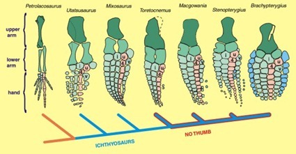 Evolution des palettes natatoires des Ichthyosaures Evolution des palettes natatoires des Ichthyosaures