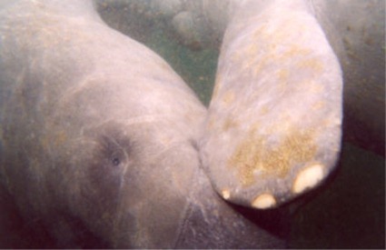 Lamantin, Trichechus manatus