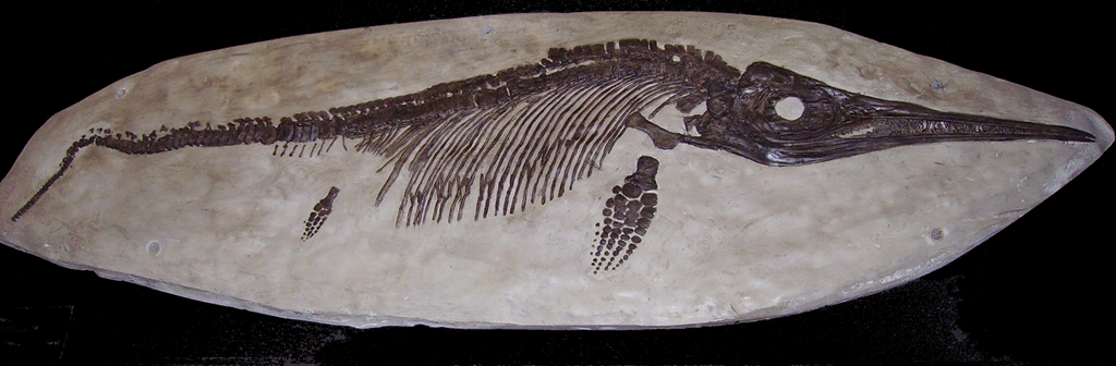 Ichthyosaurus sp.