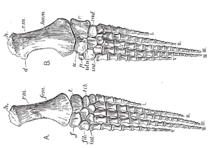 Palette natatoire de Plesiosaure