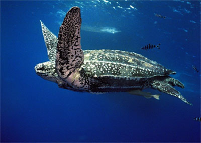 Tortue Luth, Dermochelys coriacea Tortue Luth, Dermochelys coriacea