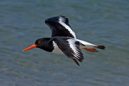 Huitrier pie, Haematopus ostralegus