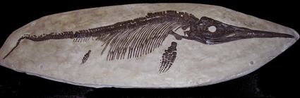 Ichthyosaurus sp. Ichthyosaurus sp.