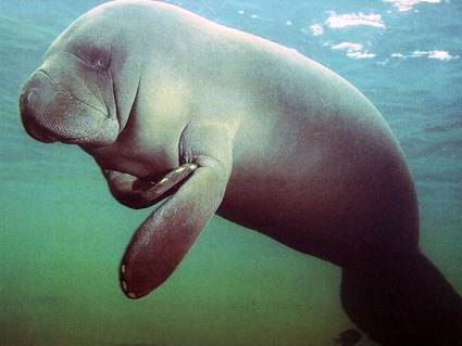 Lamantin, Trichechus manatus