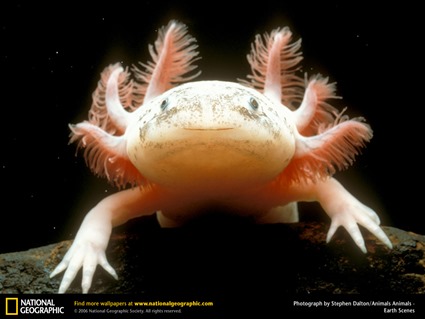 Axolotl, Ambystoma mexicanum