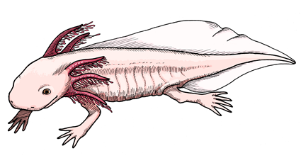 Axolotl, par Vran