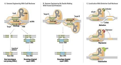 Système CRISPR/Cas9 Hybride