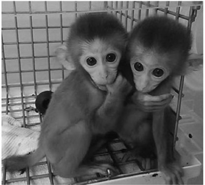 CRISPR chez les macaques crabiers