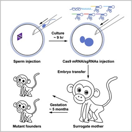 CRISPR chez les macaques crabiers