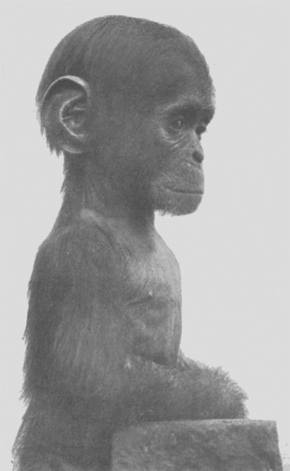 Chimpanzé juvénile, Adolf Naef 1926