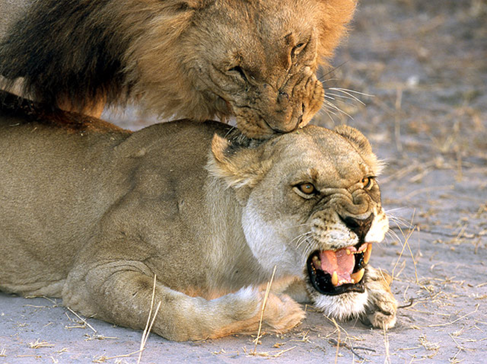 Clipnose sexuelle chez les lions