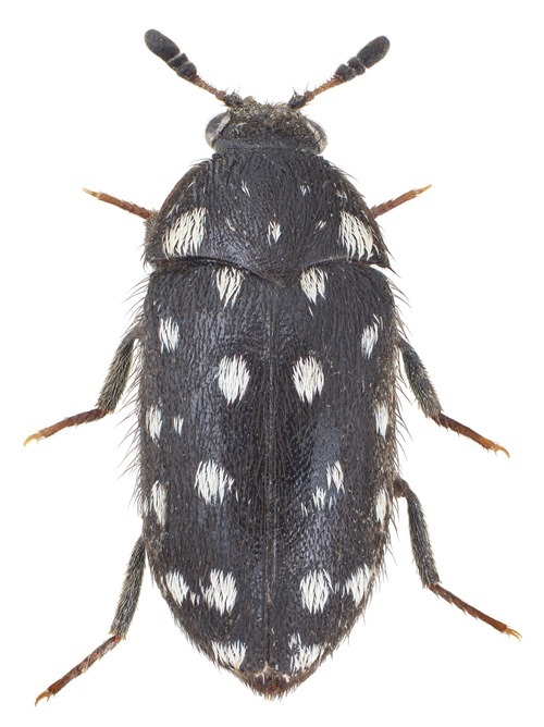 Attagenus punctatus, Dermeste boules-de-neige - Christoffer Fägerström