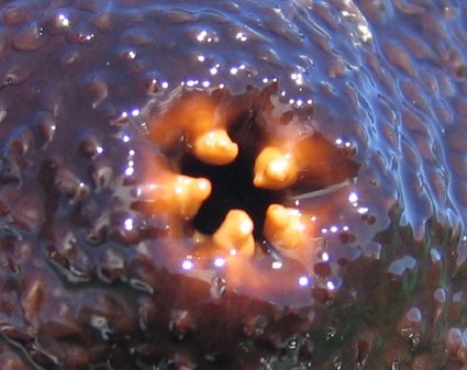 Dents anales chez Actinopyga miliaris