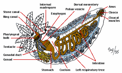 Anatomie d'Holothurie