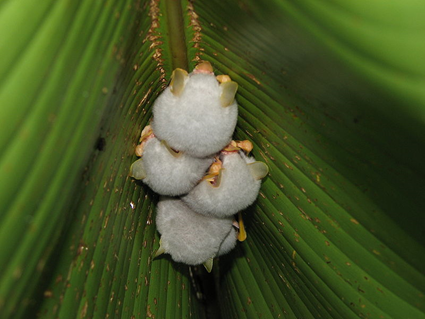 chauve souris blanche d’Honduras (Ectophylla alba)