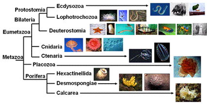 Phylogénie des Métazoaires en 2005