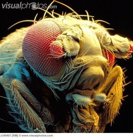 Tête de mouche avec yeux ectopiques, Microscopie électronique à balayage