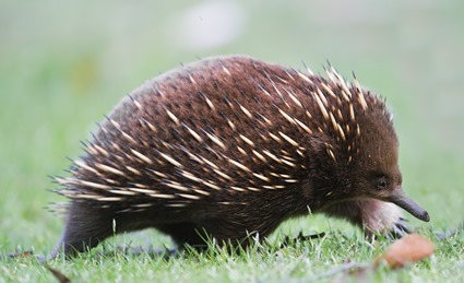Tachyglossus_aculeatus_side_on