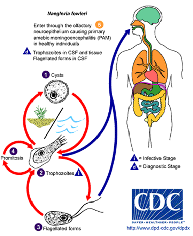 Cycle parasitaire de Naegleria fowleri Cycle parasitaire de Naegleria fowleri