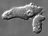 Dictyostelium discoïdeum