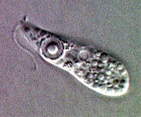 Naegleria fowleri 