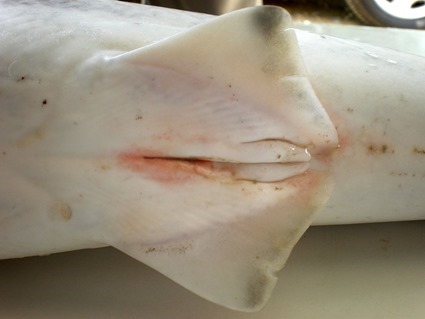 Claspers d'un jeune mâle Carcharhinus brevipinna